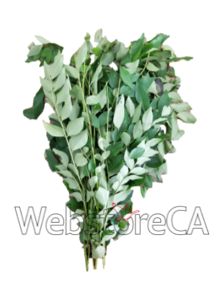 Curry Leaf -1 Bunch