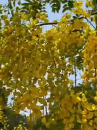Kani Konna Flower